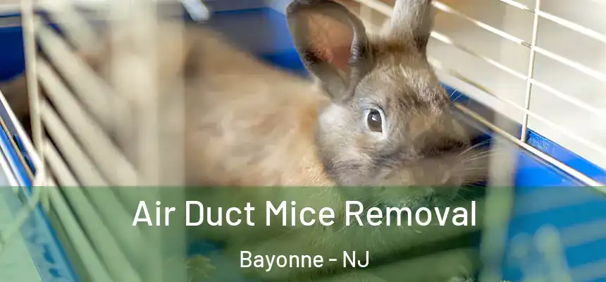 Air Duct Mice Removal Bayonne - NJ